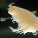 Hirondellea gigas, una de las criaturas de la fosa de las Marianas, afectada por la contaminación. Imagen: Daiju Azuma (CC-BY-SA)